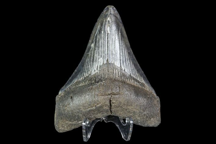 Fossil Megalodon Tooth - Georgia #105007